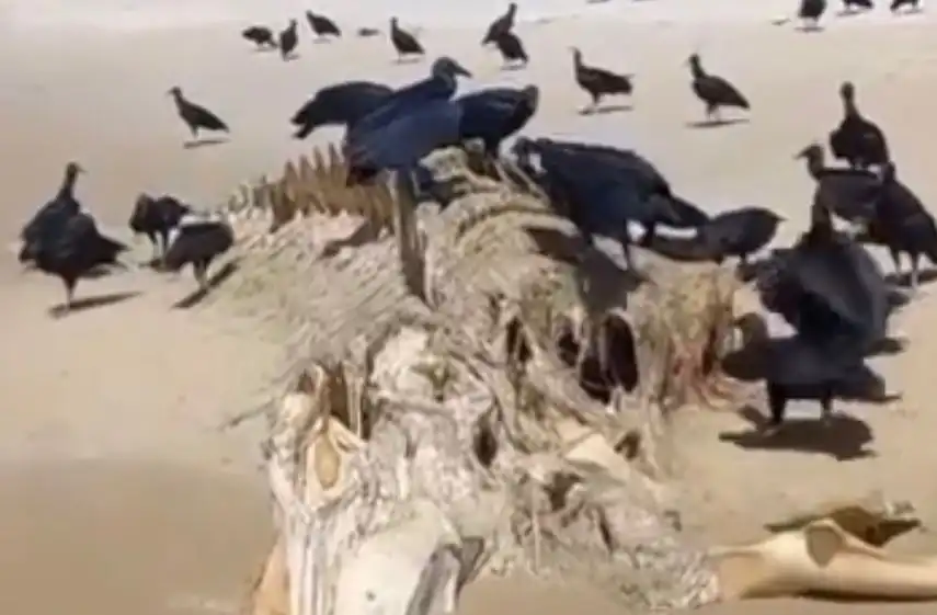 Imagem de Ossada de animal gigante é encontrada em praia de Ilhéus e preocupa moradores