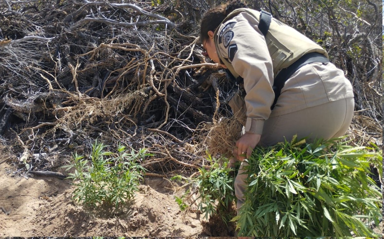 Imagem de PM erradica 11 mil pés de maconha em cidade baiana