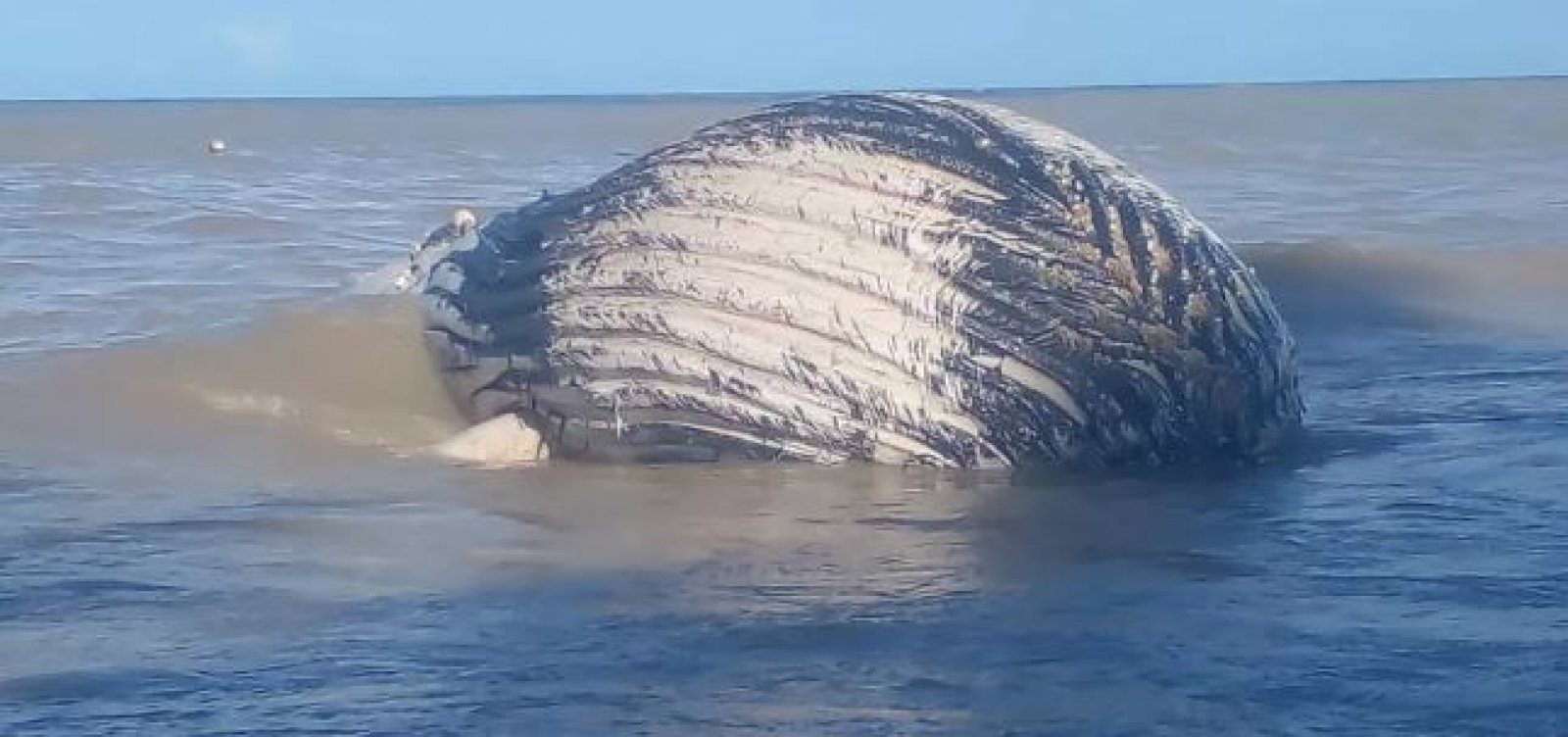 Imagem de Baleia-jubarte é encontrada sem vida na Bahia