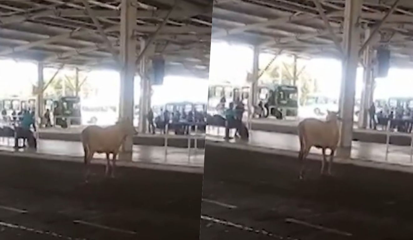 Imagem de Boi ‘perdido’ tenta embarcar no terminal de Águas Claras