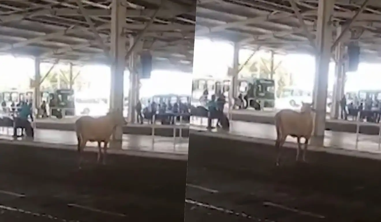 Imagem de Boi ‘perdido’ tenta embarcar no terminal de Águas Claras