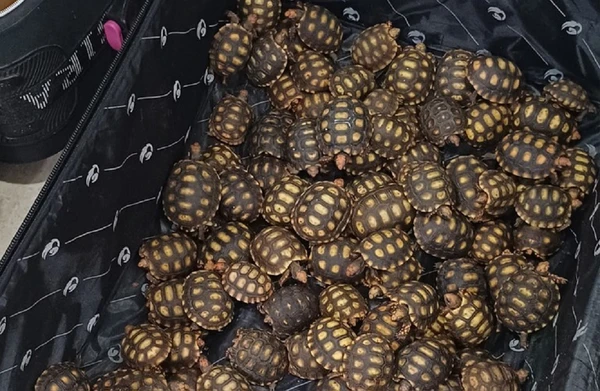 Imagem de PRF encontra 600 filhotes de jabutis escondidos em malas de ônibus interestadual