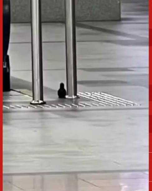 Imagem de Área de aeroporto de Salvador é isolada pelo Bope após suspeita de bomba