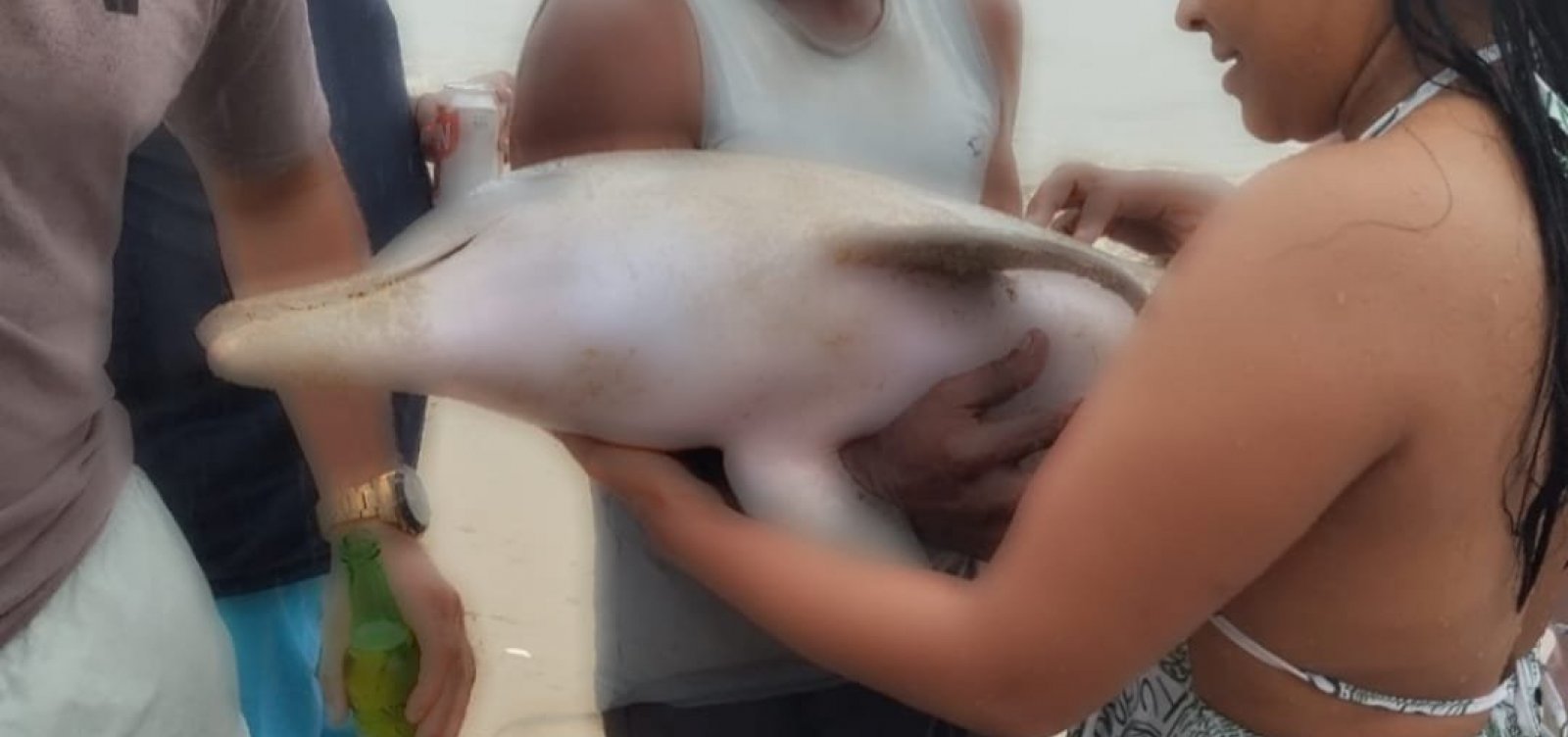 Imagem de Golfinho é encontrado sem vida em praia de Salvador