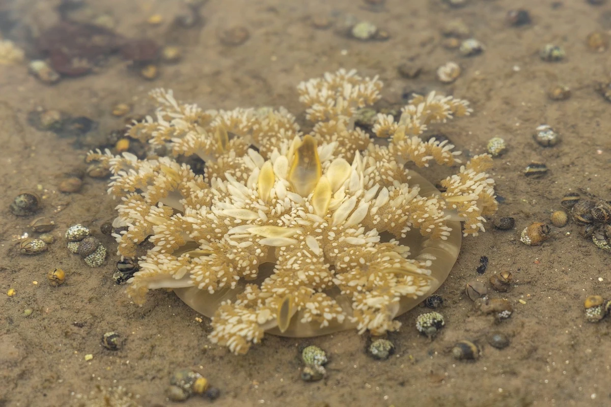 Imagem de Três toneladas de espécie invasora são retiradas da Baía de Todos-os-Santos