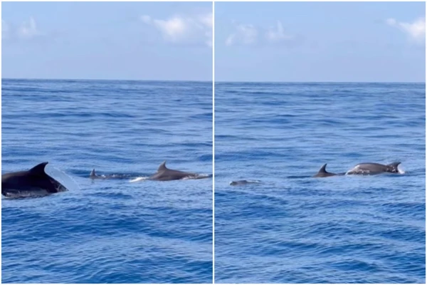 Imagem de Golfinhos são avistados durante passeio marítimo na costa de Salvador