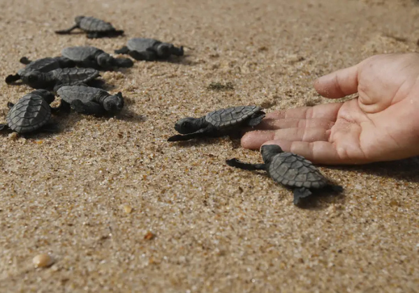 Imagem de Deputado propõe incluir Educação Ambiental no currículo das escolas da Bahia