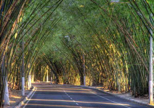 Imagem de Motorista de aplicativo e passageiros são assaltados por 9 homens em bambuzal do Aeroporto