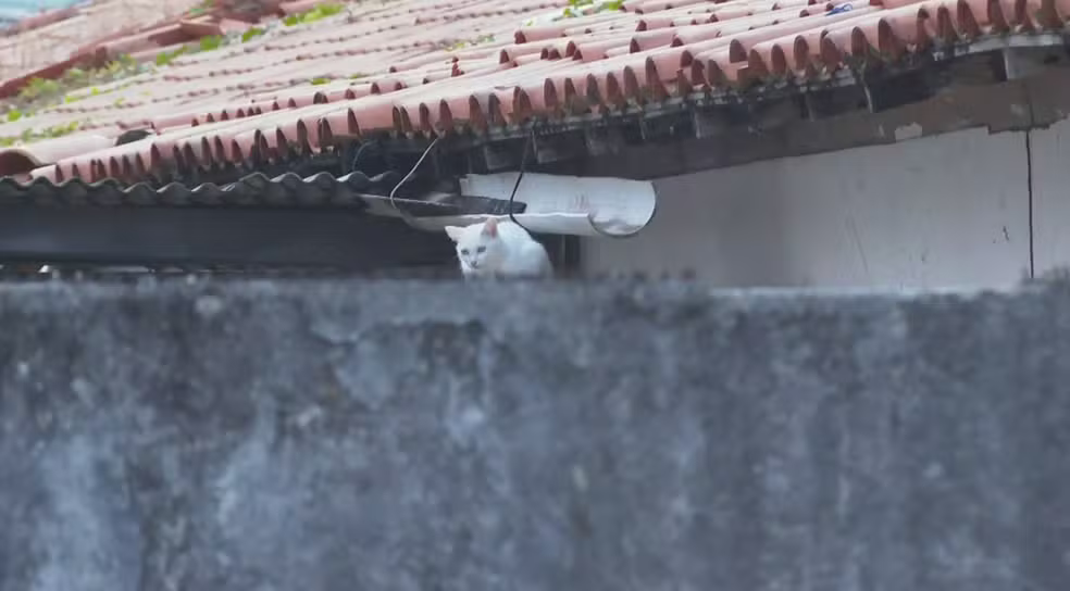 Imagem de MP investiga suspeita de envenenamento de gatos em área da Pituba, em Salvador