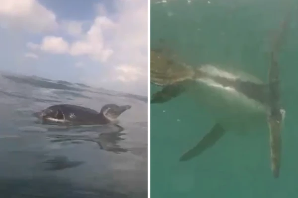 Imagem de Pinguim é flagrado nadando em praia no Rio Vermelho